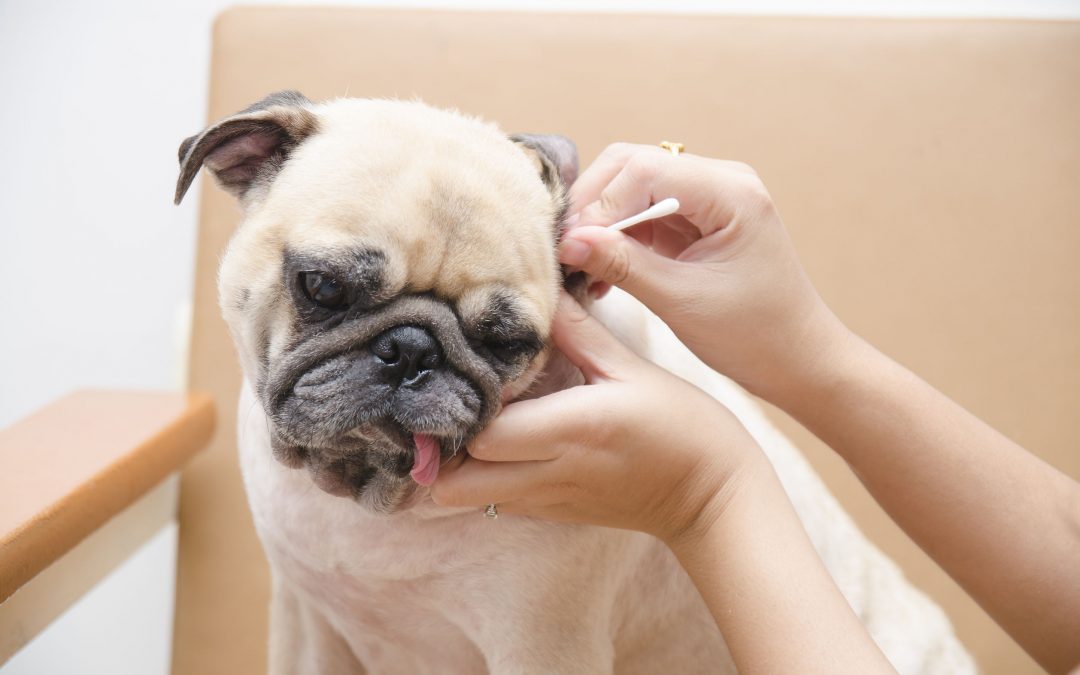 Com hem de netejar les orelles del nostre gos?